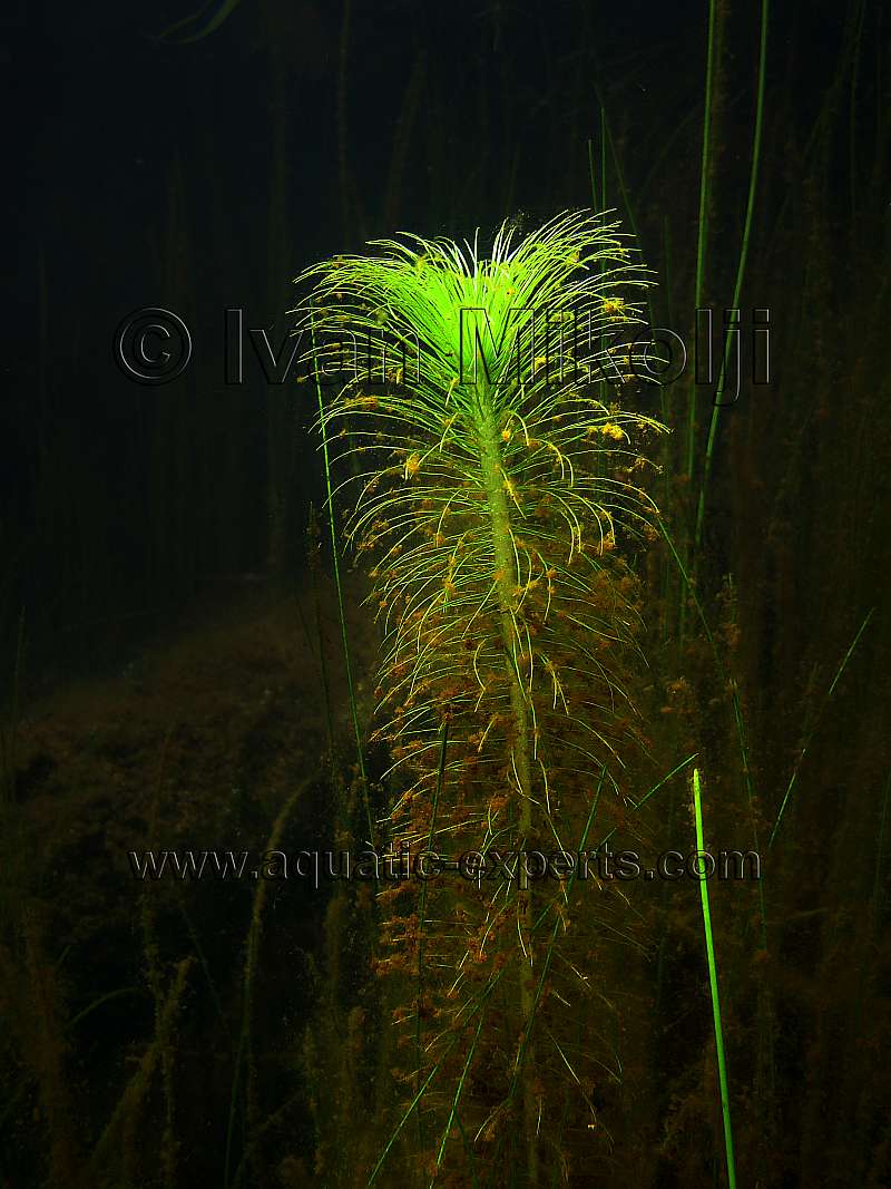 FRESHWATER AQUATIC PLANT Sp. 3